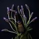 Нічна відновлювальна сироватка-концентрат для шкіри обличчя Kiehl's Midnight Recovery Concentrate 30 мл